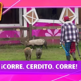¡Qué relajo! Los Granjeros encontraron una forma bastante peculiar para regresar a los cerditos a su área
