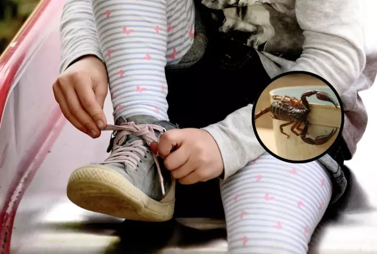 Niña muere en Hermosillo por picadura de alacrán: IMSS reacciona tarde