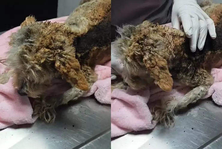 Cereza perrita rescatada