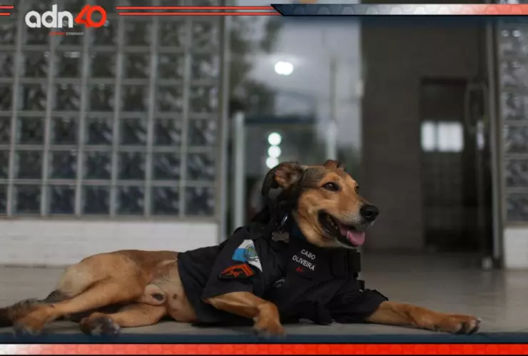 Denuncian envenenamiento masivo de perros y gatos en Yucatán