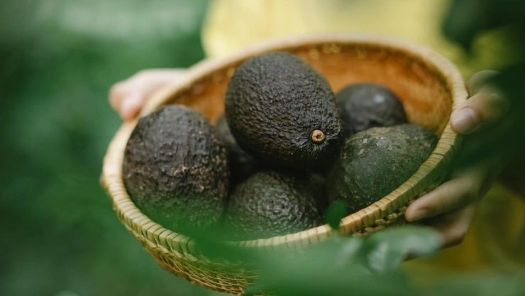 Aguacate propiedades y precios 12 de mayo.jpg