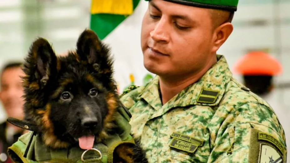 Turquía regalo perro1.jpg