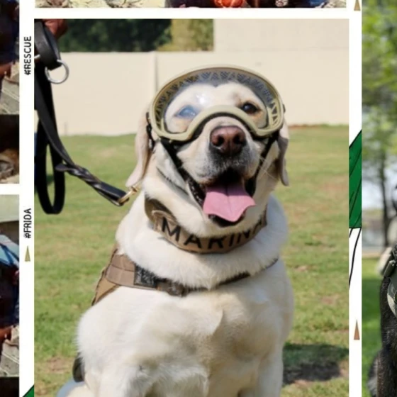 Perros rescatistas en México