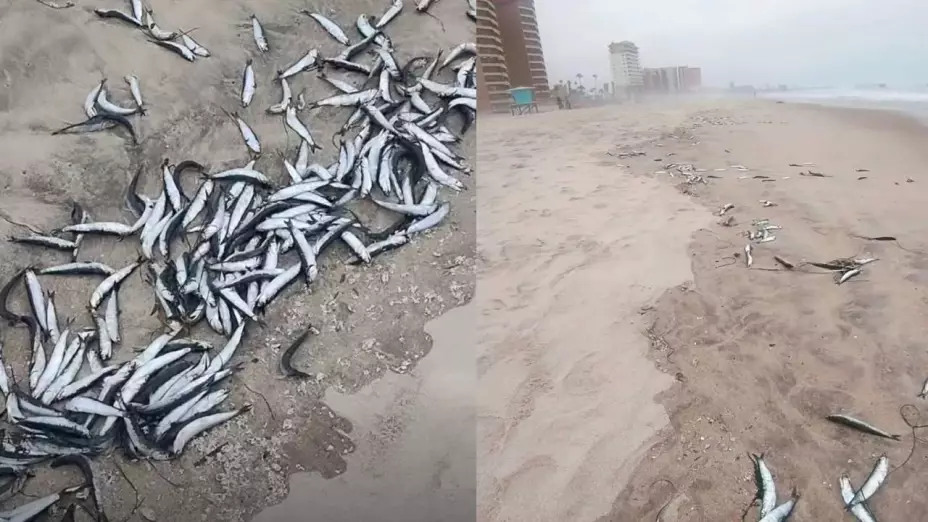 Peces muertos en Rosarito