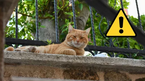 Estas son las zonas con mayor presencia de gatos en la ciudad