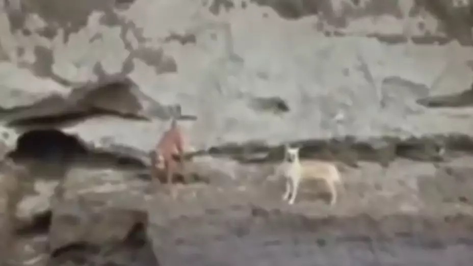 spay esta vivo.jpeg