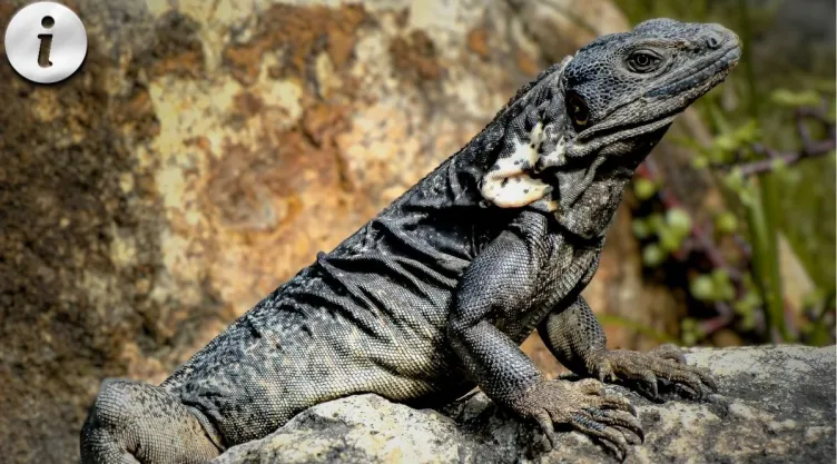 Iguana negra características, hábitat y todo sobre este reptil único.jpg