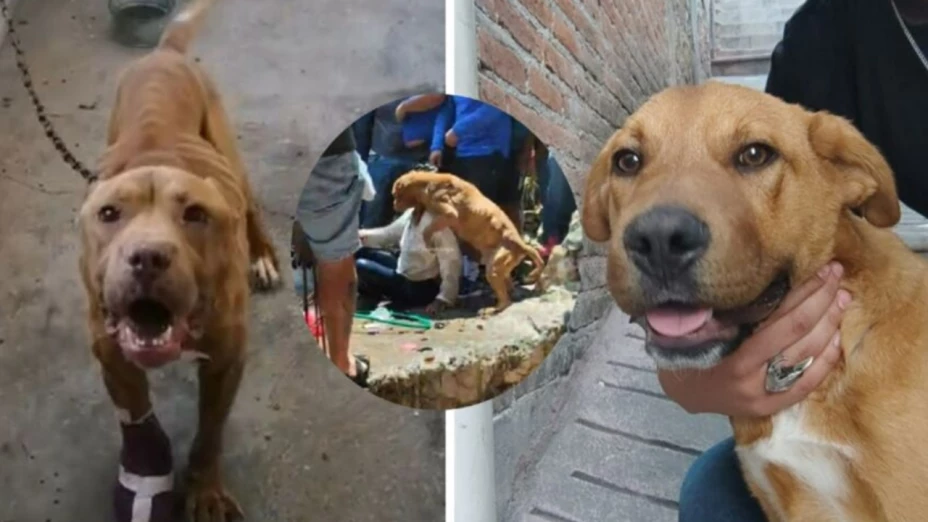 Perros rescatados de la casa de la supuesta asesina de Camila en Taxco buscan familia