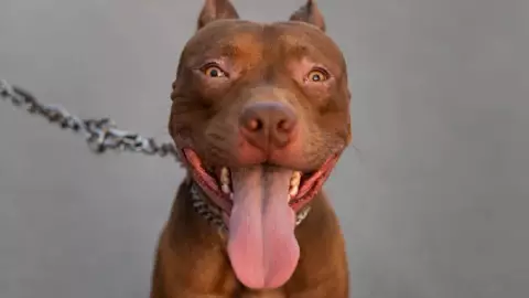 Perro salva a su dueña de feminicidio.jpg