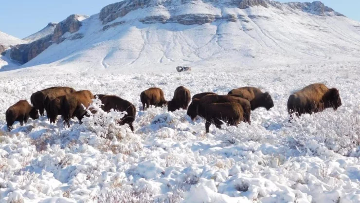 Los bisontes regresan a Coahuila tras más de 100 años de haber desaparecido