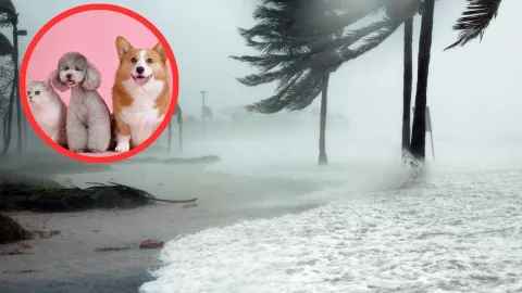 Frente frío mascotas