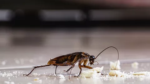 Bacterias que pueden portar las cucarachas