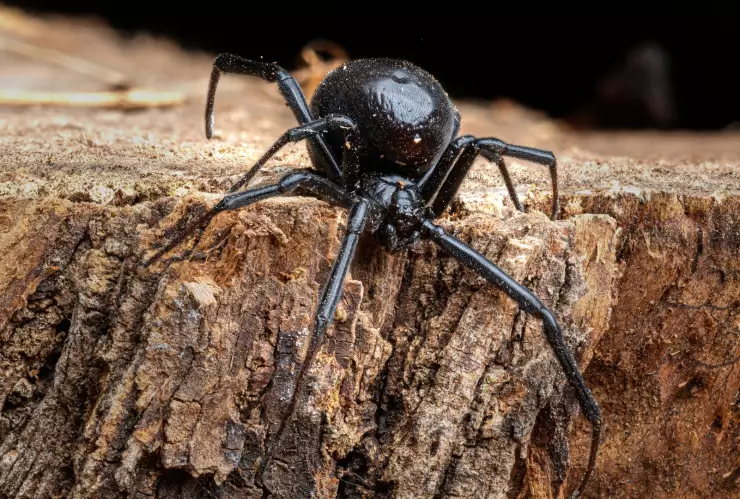 Imagen de una araña conocida como viuda negra 