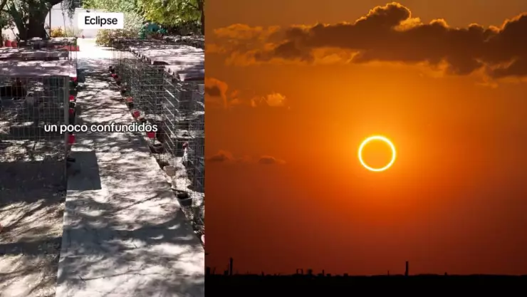 VIDEO_ El extraño comportamiento de las gallinas durante el eclipse solar 2024 en México