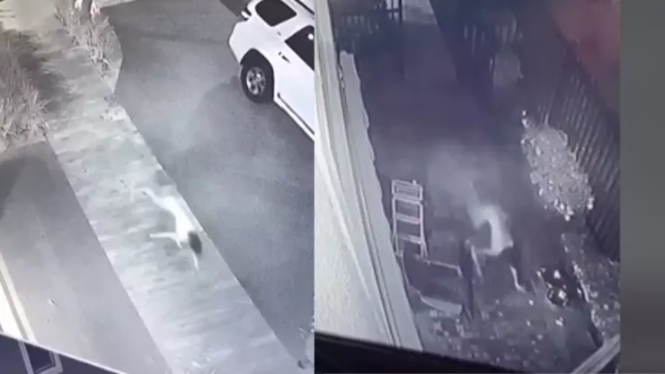 Captan a niña en perro en Tamaulipas