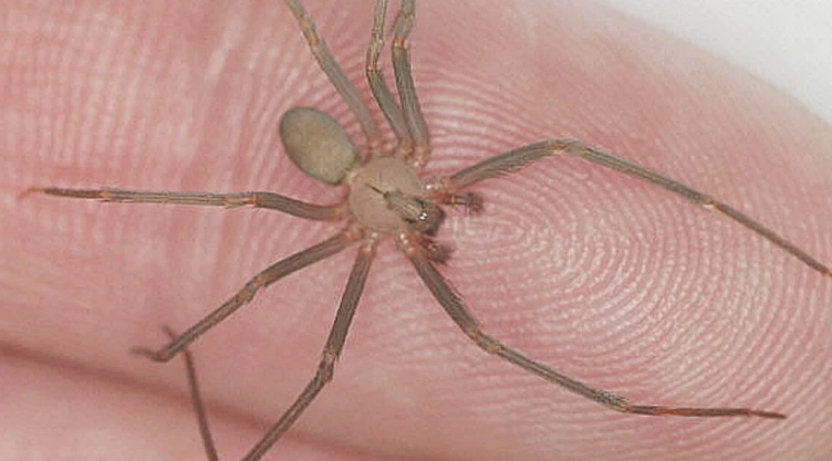 Araña violinista