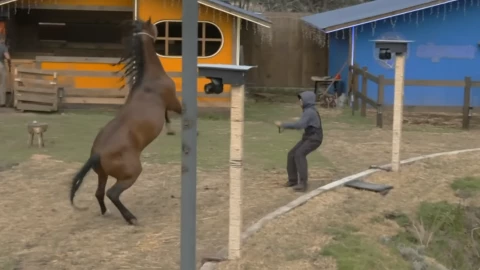 Caballo se descontrola en La Granja VIP y lesiona a Sergio Mayer Mori.png