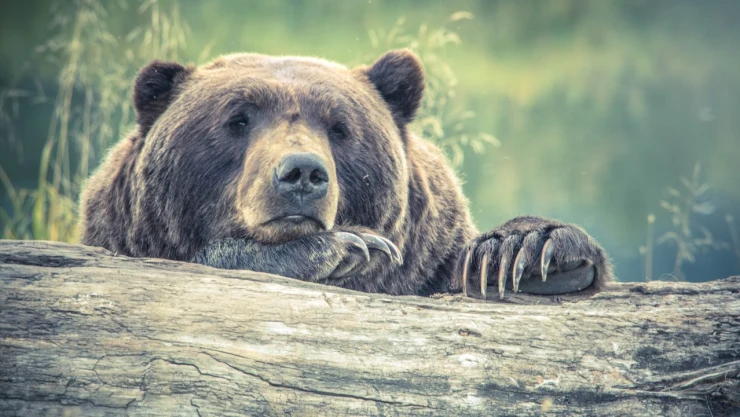 oso-negro-sacrificado-parque-estados-unidos