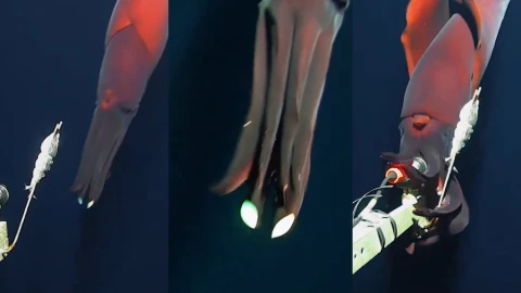 Descubren impresionante calamar gigante con luces en lo más profundo del océano.jpg