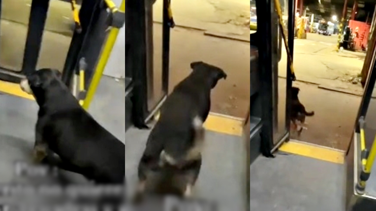 Perro se hace viral en TikTok por tomar el autobús y viajar sin pagar.jpg