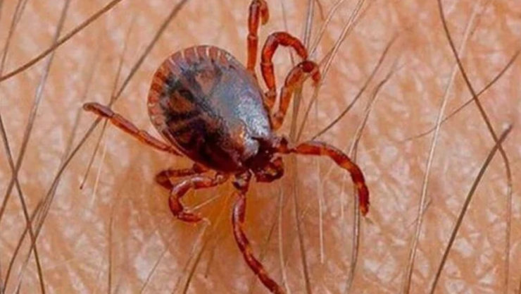 rickettsiosis en Chihuahua 2026