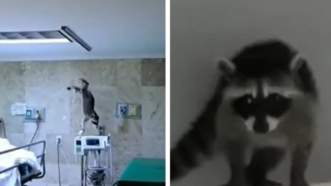 Tamaulipas plaga mapaches hospitales