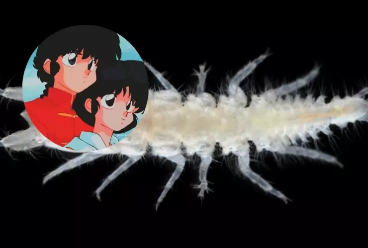 ranma-crustaceo-japon