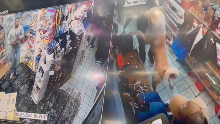 perro tienda asalto filadelfia