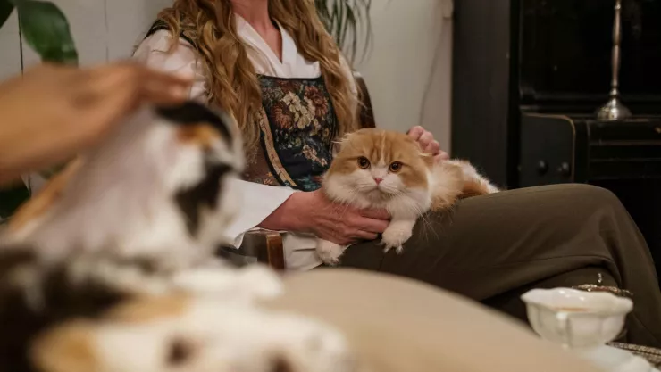 ¿Los gatos tardan mucho en olvidar a sus dueños? Esto sabemos.