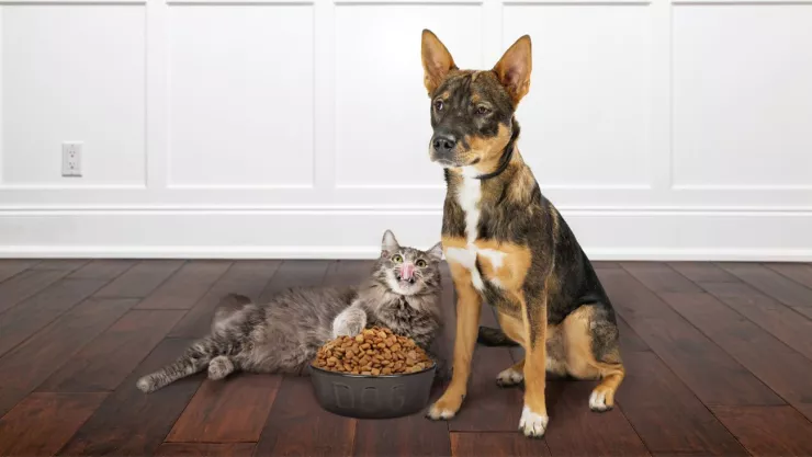 Qué revisar al momento de comprar comida para mascotas