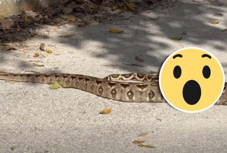 ¡Vaya vecina! Serpiente de 2 metros ‘se pasea’ en zona residencial de Puerto Morelos; así reacción la gente al ver el ‘culebrón’.webp