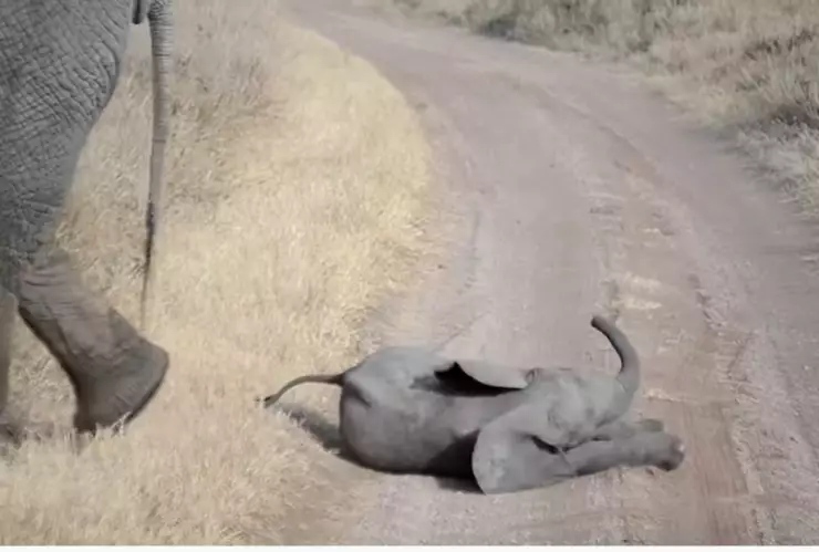 beb&eacute; elefante berrinche