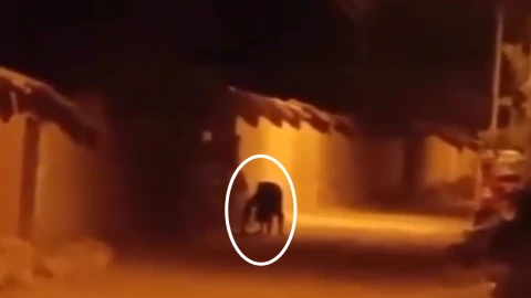 Nahual grabado en redes sociales