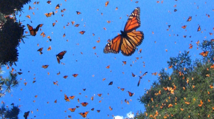mariposa Monarca México santuarios
