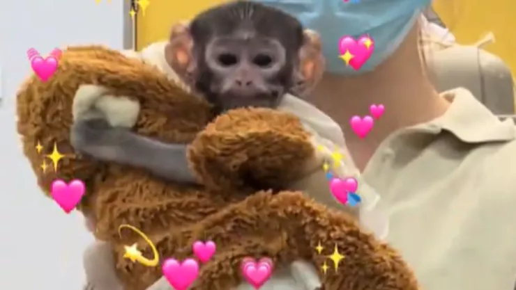 ¿El ‘Punch mexicano’ Mono bebé es rechazado en este lugar cerca de Guanajuato (VIDEO).jpg