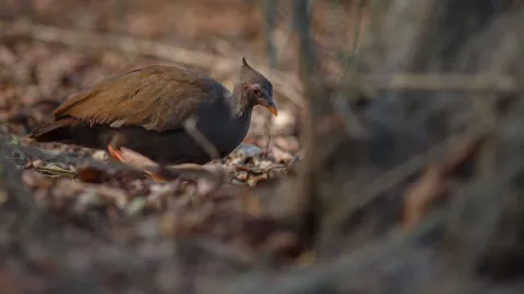 ¡MEEP MEEP! Correcaminos sorprende a automovilistas en La Paz.jpg
