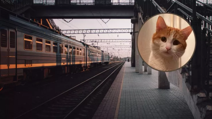 gato-tren-rusia-muerto