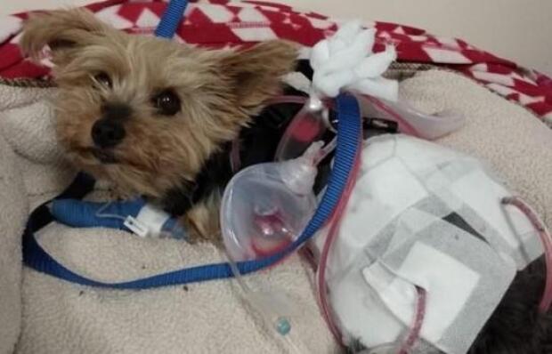 Macy un perrito yorkshire se enfrentó a un coyote que intentaba atacar a Lily Kwan, su dueña, de 10 años.