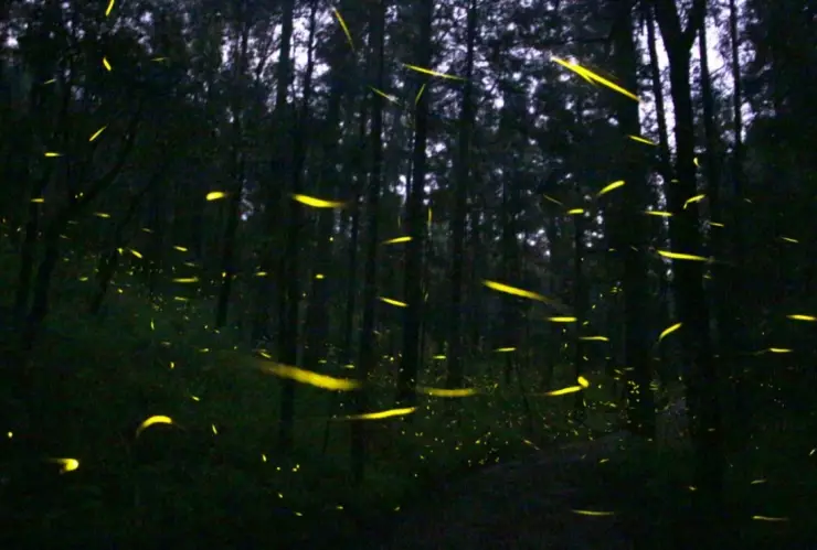 temporada de luciérnagas 2022 INAH Tlaxcala