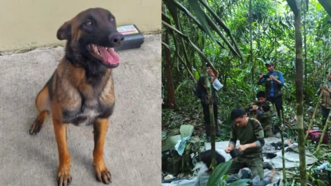 Buscan a perrito que se perdió en la selva colombina tras rescate a cuatro menores