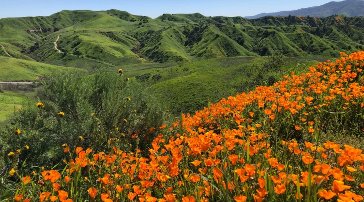 una vista del paisaje californiano y una imponente floración.