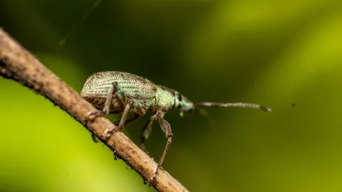 La razón poco conocida por la que hay chinches en tu casa