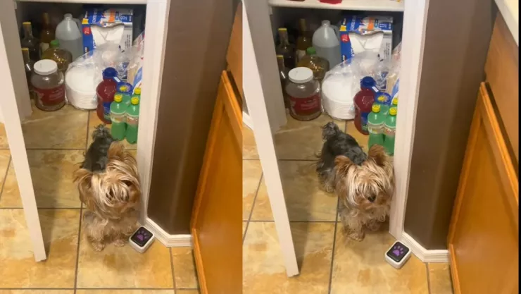 Perrita pide su premio solamente por ser bonita y se hace viral | VIDEO