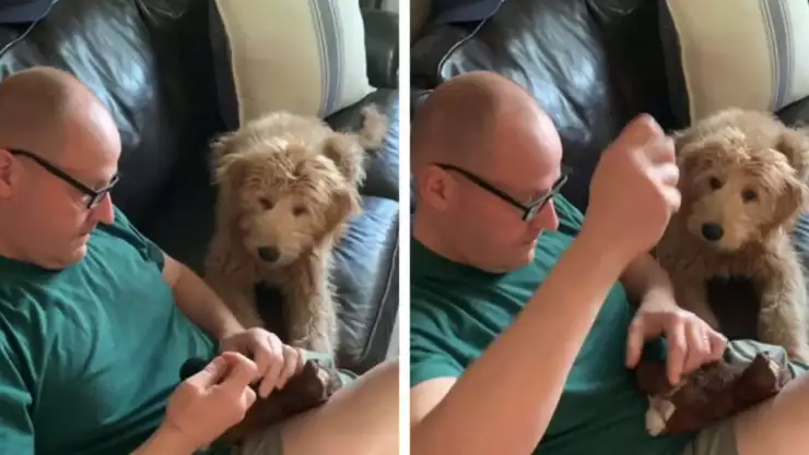 Perrito espera juguete