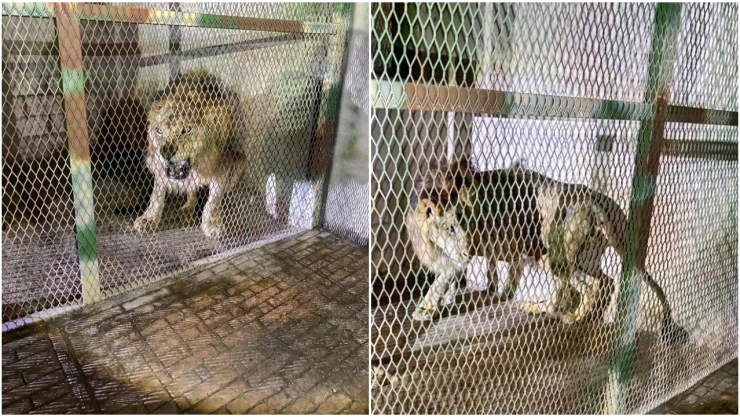 León africano es rescatado en una casa en Jojutla, Morelos.