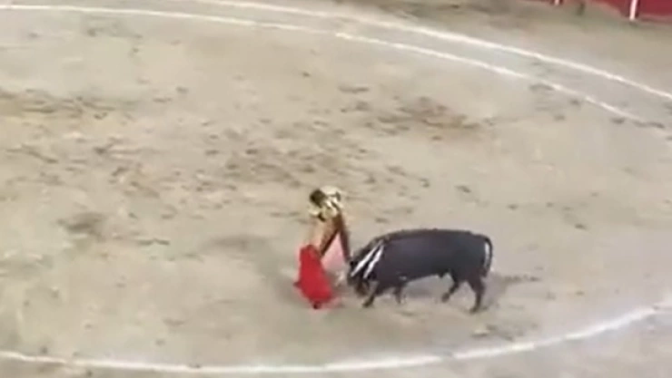 toro.jpg