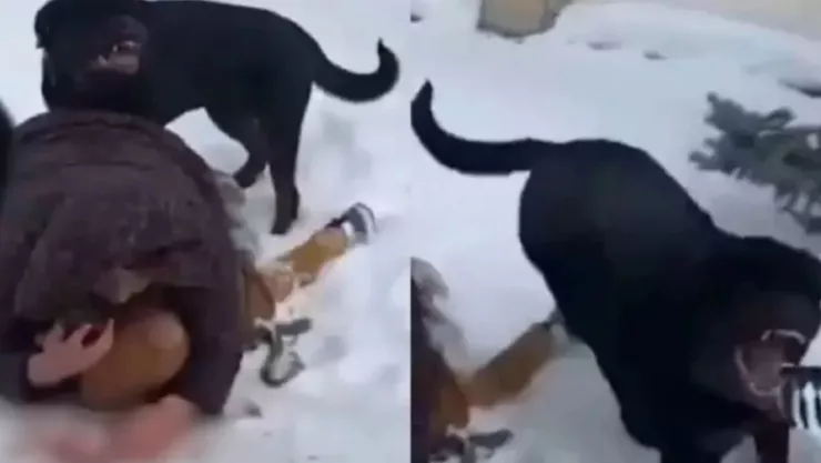 Tragedia en Escrennes: niño muere tras ataque de Rottweiler familiar