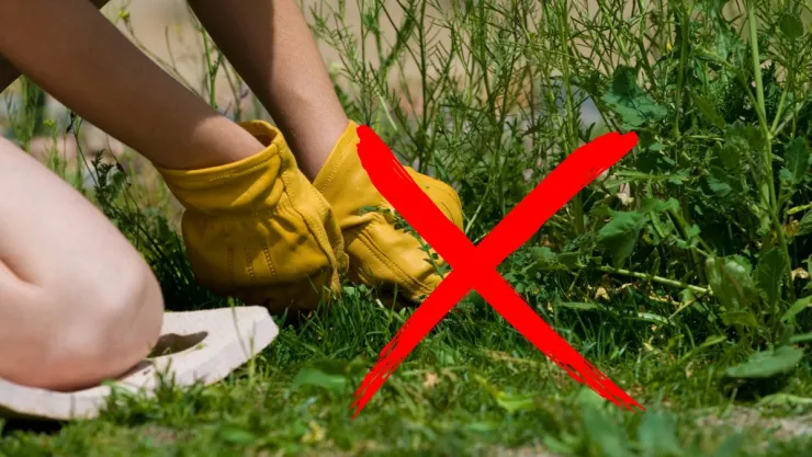 Cuál es el ingrediente que debes poner en tus plantas para evitar que crezcan las malas hierbas