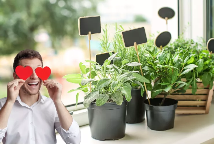 plantas aromáticas interior