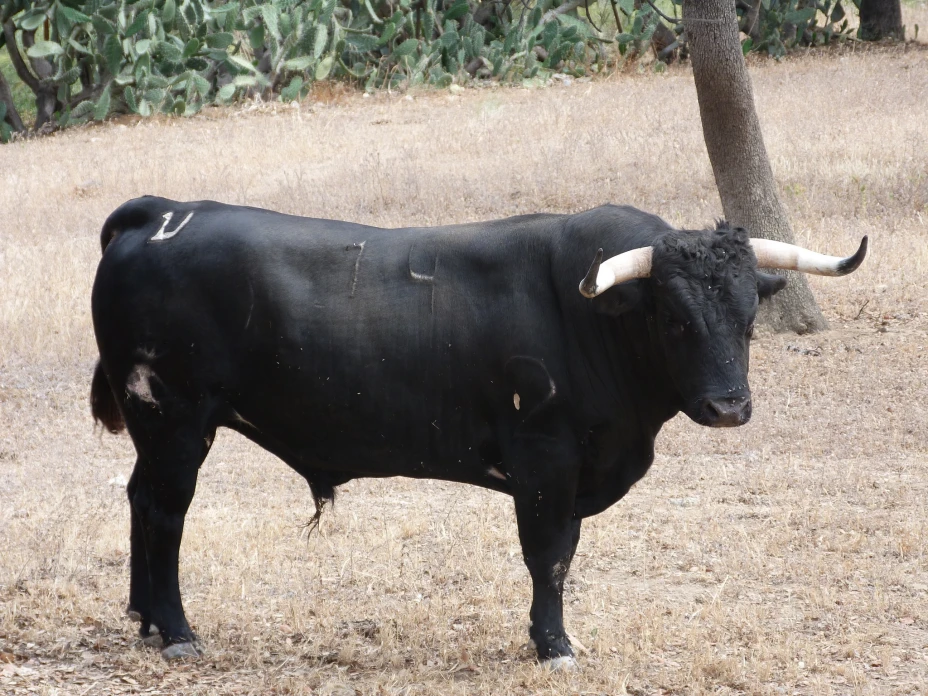 Toro embiste a familias en Veracruz